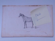 "Orelio"   The famous Arab stallion - Original Vintage Etching / Print - 1832