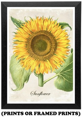 Vintage Sonnenblume Blume Illustration (A5 A4 A3 Bild Druck/gerahmtes Poster) #285