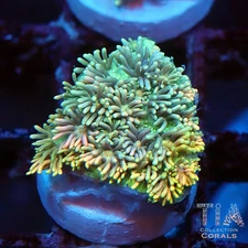 Fruit Loops Rainbow Grafted Goniopora - NOT WYSIWG | Live LPS Coral