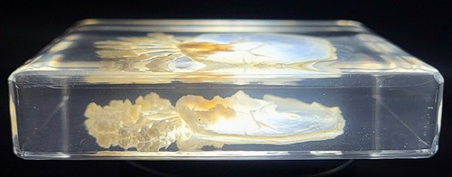 2.9" Real Jellyfish in Clear Lucite Resin Preserved Sea Marine Animal Collection - Picture 7 of 14
