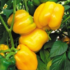 Canary Yellow Sweet Bell Pepper, NON-GMO, Heirloom, Variety Sizes, FREE SHIPPING
