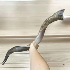 Yemenite Kudu Horn Shofar 60-70 Cm , Great Sound ✡ From Israel ✡