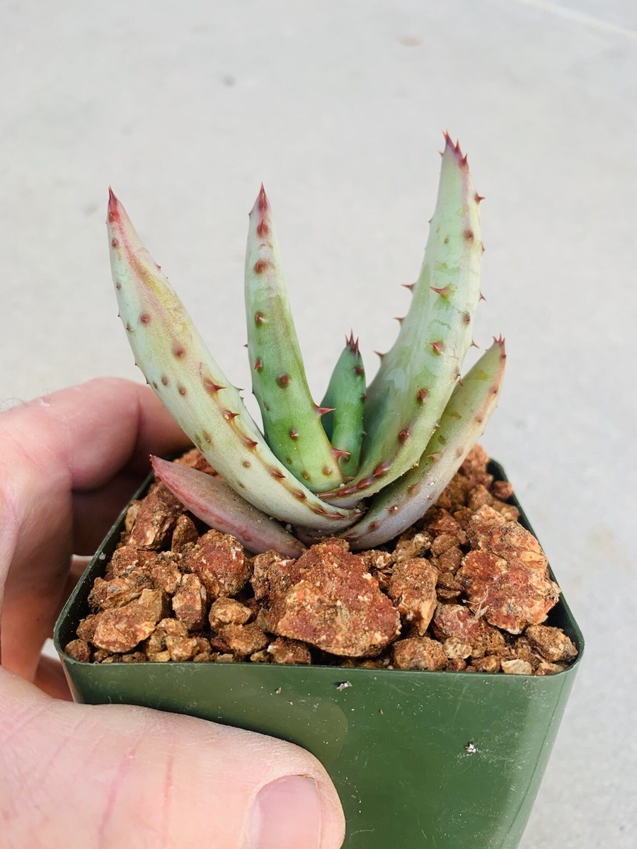aloe coral fire Aloe cv. Coralfire | Succulents