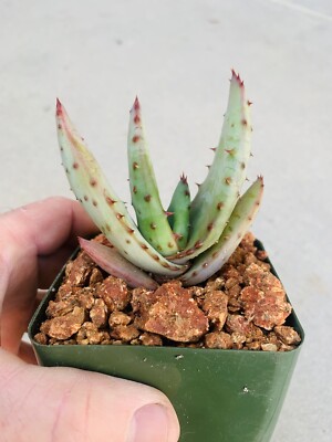 Yellow Flower Aloe ferox (Cape Aloe ) -Live Plant / Succulent Agave Rare  Aloes | eBay