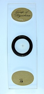 Antique microscope slide by Watson/Wheeler. "Group of Polycistina".