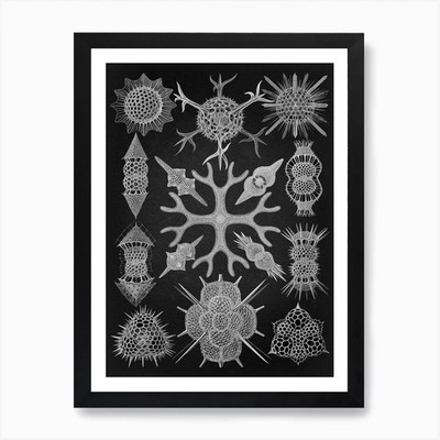 Vintage Haeckel 16 Tafel 91 Schaums Framed Wall Art Poster Canvas Print Picture