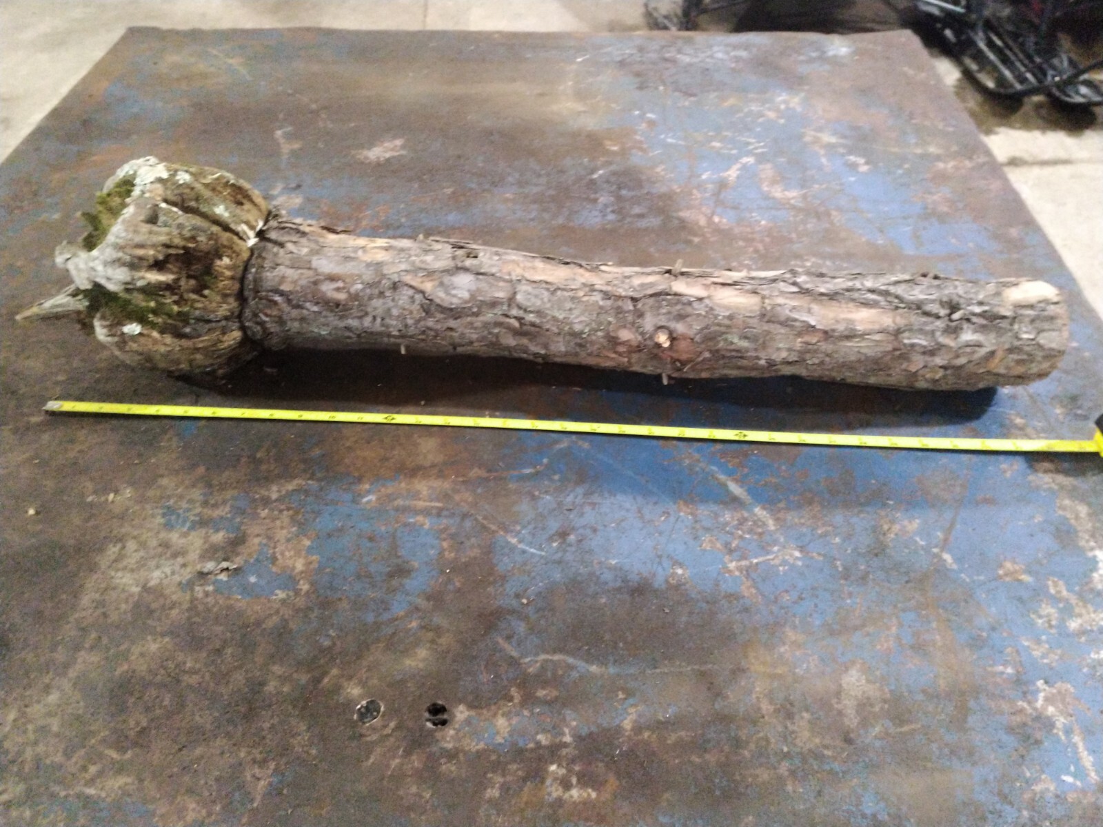 Scotch Pine Wood Burl Wizards Staff