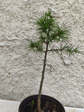 Bonsai-pre bonsai mélèze du Japon 10