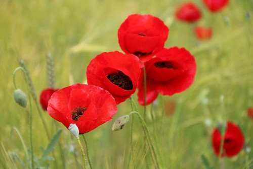 Klatsch Mohn Samen 🌸, 200+ Samen aus dem eigenen Garten 🌼 - Bild 3 von 7