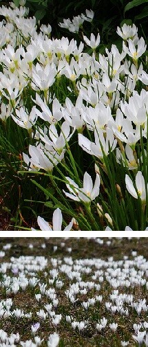 10 Zwiebeln weiße Lilie Lilium Zwiebeln Blumenzwiebeln winterhart duftend