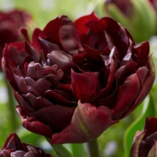 8 - PALMYRA DOUBLE PEONY TULIP Flower Bulbs IMPRESSIVE LUSH DEEP RED 5"+ BLOOMS