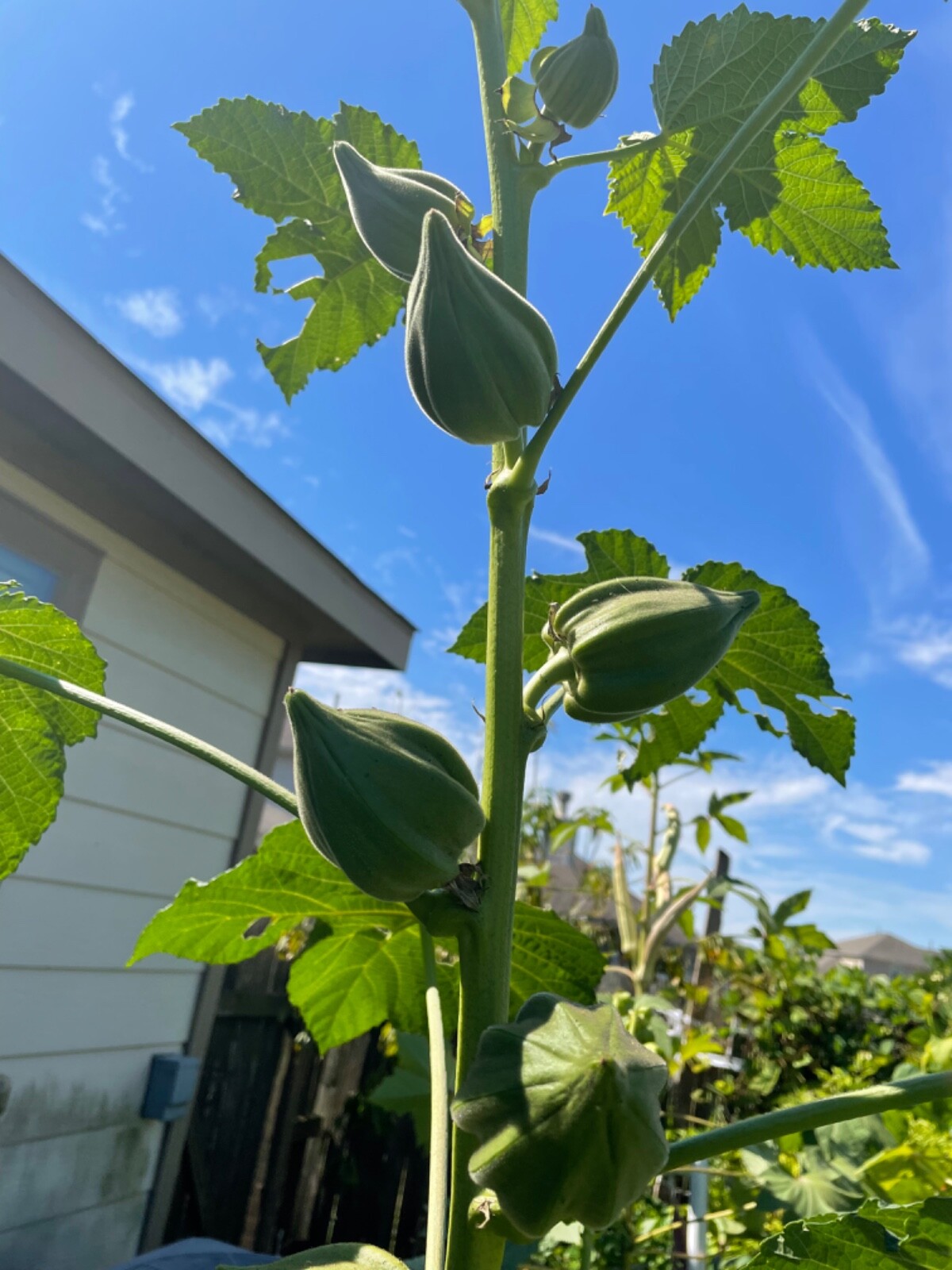50 Motherland Okra Seeds Heirloom Open Pollinated Early and Prolific eBay