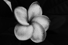 Digital  black and white picture wallpaper image beautiful flower photo by Paige