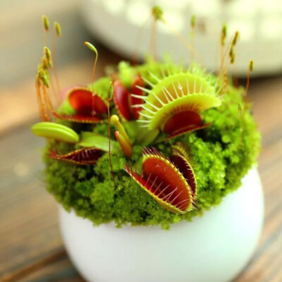 1/2/3 Packung 100 Venusfliegenfallensamen Dionaea Muscipula   