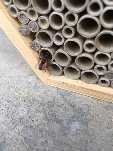 25 Niströhren 6mm für Wildbienen / Nisthilfen - Bild 2 von 2