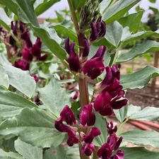 Crimson Flowered Fava Beans: Scarlet Red Flowers, Certified Organic Non-GMO Bulk