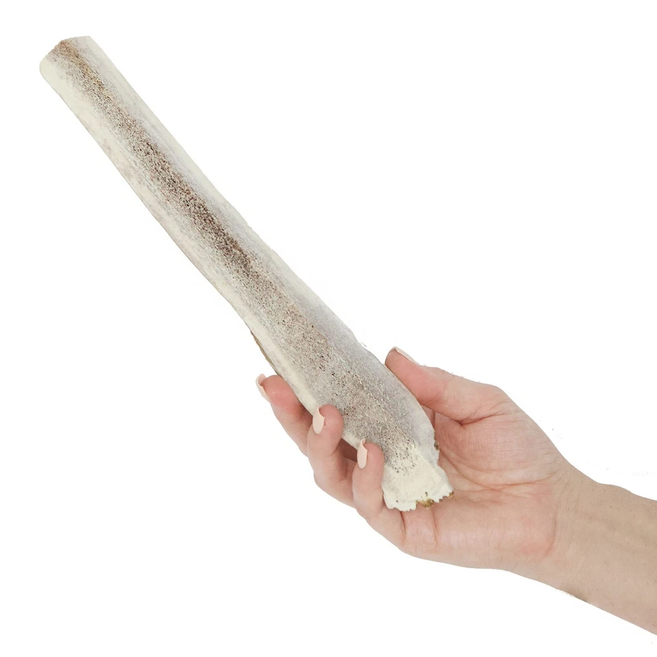 Prairie Dog Antlers | North Split Elk Antler | X-LARGE | Naturally Shed | Han... - Image 3 of 4