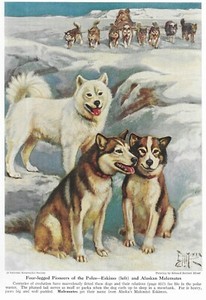 American Eskimo | Malamute - CUSTOM MATTED - 1941 Vintage Color Dog Art Print