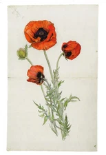 Postcard Hilma af Klint "Poppy" n.d. MINT Oversize