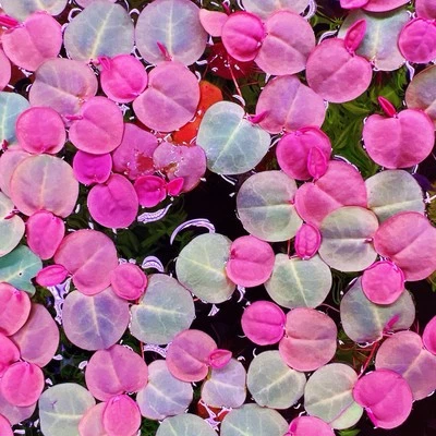 60+ Leaf Red Root Floaters Live Aquarium Floating Plant Buy 2 Get 1 Free