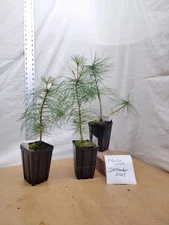 Eastern White Pine 2 year old young tree. Pinus Strobus. Bonsai and Landscape Re