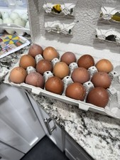 6 Dark Egg And Speckled Hatching Chicken Eggs