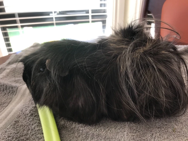 free teacup chihuahua puppies near me