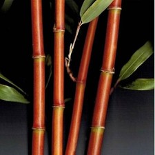 Red Temple Bamboo / Narihira Bamboo Semiarundinaria fastuosa - 1 Gallon SZ Plant