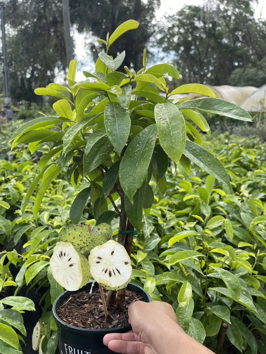 SOURSOP TREE Guan bana Live Plant. No CA shipping