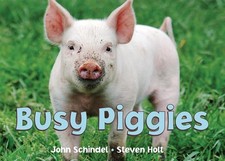 Busy Piggies by John Schindel (English) Board Book Book