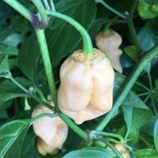 Piranah White Hot Pepper Seeds. 10 Seeds per order. Free Shipping!