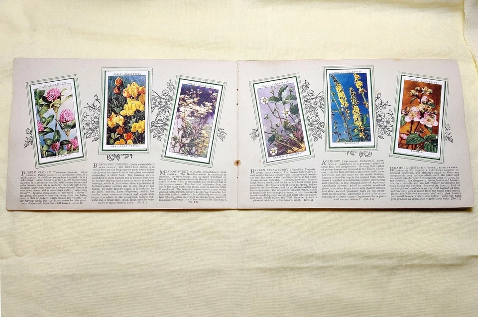 Wills Cigarette Cards, Wild Flowers 2nd series, Full Set glued in Album - Image 4 of 4