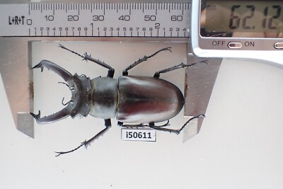 i50611. Insects, Lucanidae, Lucanus ngheanus Okuda. Vietnam. 62mm