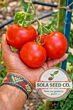 20 Organic Nepal Tomato Seeds-Rare Heirloom Sweet Rich Flavor-Non-GMO USA