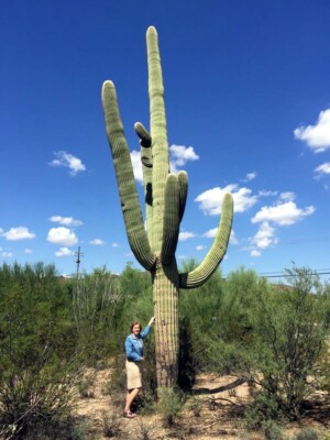 10 SAGUARO GIANT CACTUS SEEDS (Carnegiea gigantea) 