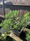 San Jose Juniper Bonsai Thick Twisted Trunk — photo 3