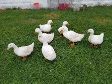 NPIP Pekin Duck Hatching Eggs individual Eggs Buy What You Want 