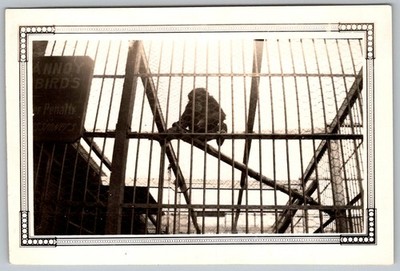 Vtg B&W Snapshot Monkey Ape In Zoo Cage Annoy Birds Sign Art Deco Frame 1930s