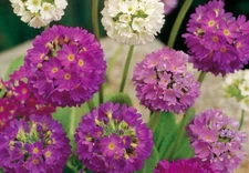 Primula denticulata drumstick primrose 25 seeds, perennial