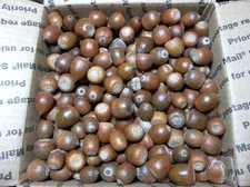 6 lbs Acorns Real Nut/Seed Michigan Oak Tree Pet Animals-Squirrel Food-Deer-Feed