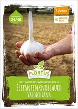 FLORTUS XXL Winterpflanzknoblauch Elefantenknoblauch Valdichiana 