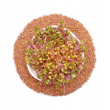 Roter Korallenrettich - Keimsaat 50g