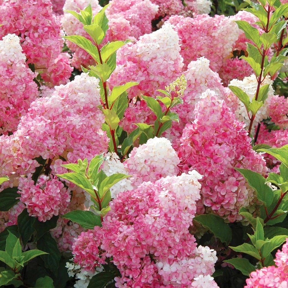 Lush Vanilla Strawberry Hydrangea Plants with 50+ Blooms  