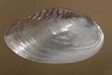 1-Luminous,Mother Of Pearl GIANT CLAM SEASHELL,Collectible,Gifts,SS-178