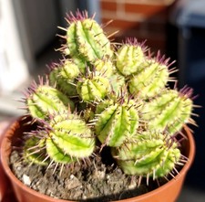 Euphorbia Aggregata Variegated Brautiful Cactus Succulent Houseplant