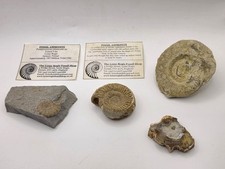 Bundle of 4 jurassic fossils Ammonite / Fossil wood - The Lyme Regis Fossil Shop