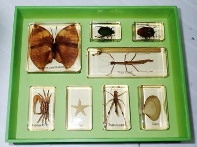 Camouflage Animals and Insects Specimen Set in Amber Clear