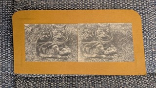 stereoview vintage tabby cat