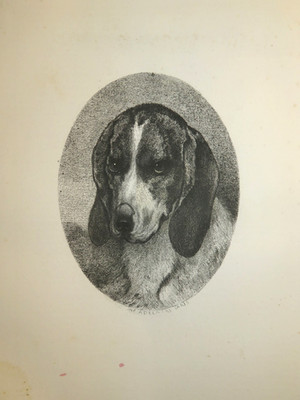 Godefroy JADIN (1805-1882) EAU FORTE PORTRAIT HUND BEAGLE JAGD VENERIE 1860