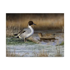 18x24-Inch Pintail Ducks Art Print by Nigel Artingstall Wildlife Wall Decor